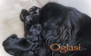 NJUFAUNDLENDER ŠTENCI